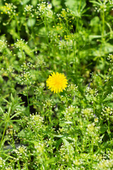 The common dandelion (lat. Taraxacum officinale), of the family Asteraceae, among the shepherd's...