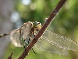 close up of a dragonfly