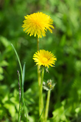 The common dandelion (lat. Taraxacum officinale), of the family Asteraceae. Central Russia.