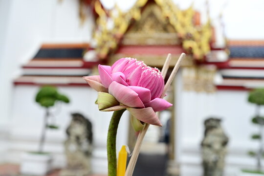 The pink Indian lotus. The lotus petals are beautifully folded.attach 3 incense sticks and a yellow candle to worship the Buddha image in the temple. Fold lotus flowers to offer monks or Buddha statue