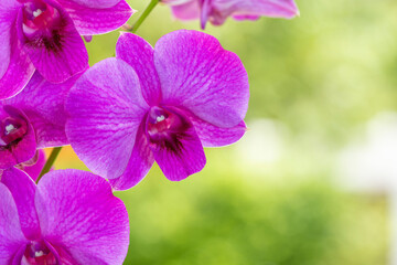 Violet orchid on blur garden background, Blooming orchids on green natural garden Blur background.