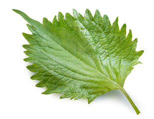 Green Shiso leaf isolated on white background, Oba leaf, Sesame leaves on white With clipping path.