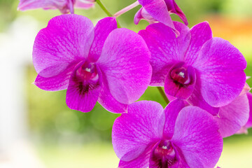 Fototapeta na wymiar Violet orchid on blur garden background, Blooming orchids on green natural garden Blur background.