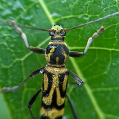 green shield bug