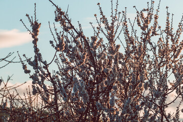 white and pink blossom tree outdoor shot at shallow depth of field