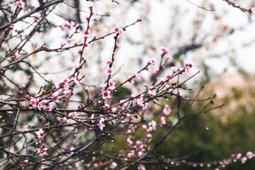pink blossom tree outdoor shot at shallow depth of field