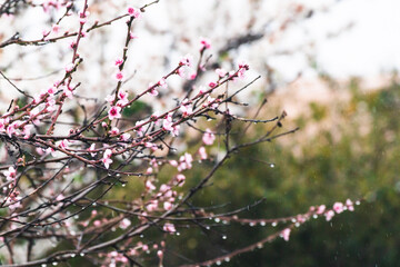 pink blossom tree outdoor shot at shallow depth of field