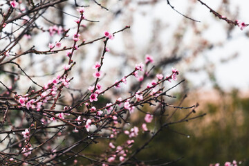 pink blossom tree outdoor shot at shallow depth of field