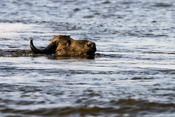 cape buffalo in the water