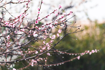 pink blossom tree outdoor shot at shallow depth of field