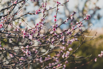 pink blossom tree outdoor shot at shallow depth of field