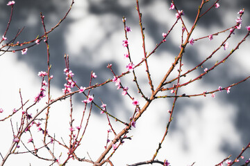 pink blossom tree outdoor shot at shallow depth of field