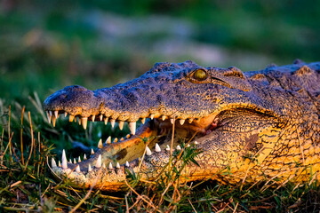 A crocodile opening his mouth to cool himself off 
