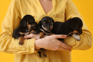 Woman with cute puppies on yellow background