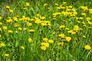 Obraz premium The common dandelion (lat. Taraxacum officinale), of the family Asteraceae. Central Russia.