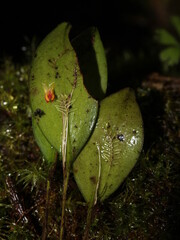Miniature orchid Lepanthes disticha