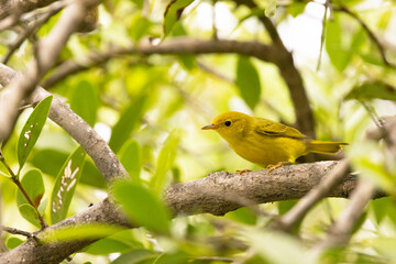 A small bird, possibly a yellow warbler (Setophaga petechia) perched in a mangrove tree in Sarasota, Florida