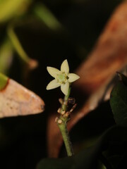 Miniature flower of Orthosia glaberrima (Apocynaceae) from Costa Rica