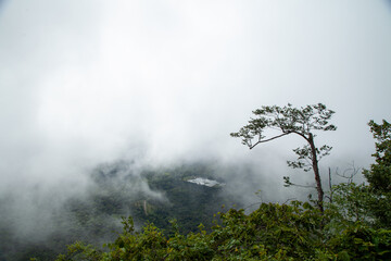 fog in the forest