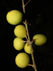 Fruits of neotropical Myrtaceae Eugenia costaricensis