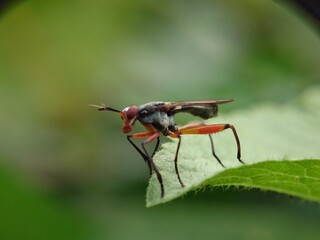 fly on leaf
