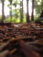 autumn in the forest