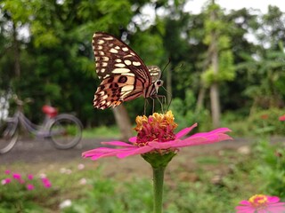 butterfly on flower