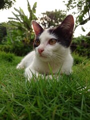 cat on grass