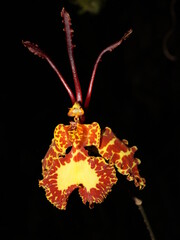 Tropical orchid Psychopsis krameriana