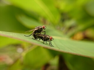 fly on leaf
