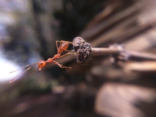 Ant on the branch