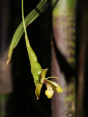 Flower of the cloud forest orchid Epidendrum lankesteri