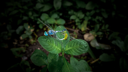 Blue and yellow dragonflies mating.