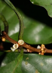 Flowers of neotropical tree Pouteria reticulata (Sapotaceae)