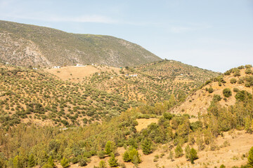 Fototapeta na wymiar Green landscape of the Andalusia countryside, Spain with hills and generic vegetation