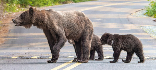 Family of Bears Crossing Road to Get to the Forest