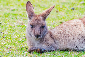Fototapeta premium Eastern Grey Kangaoo - a young joey