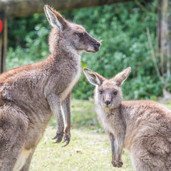 Eastern Grey Kangaoos - Mother and Joey