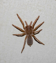 Aranha