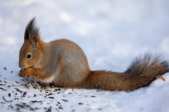 Close-up portrait of squirrel. Squirrel sits in snow and eats nuts in winter snowy park. Winter color of animal. High quality photo © lara-sh