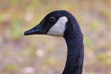 Canada Goose Head And Neck Closeup With A Beautiful Bokeh Background Taken In Its Natural Habitat During Summer Time In Massachusetts