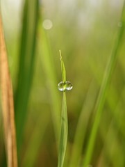 dew on grass