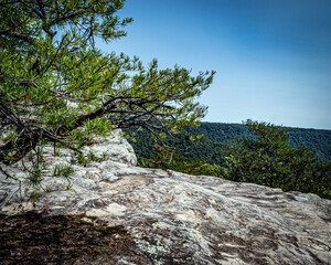tree in the mountains