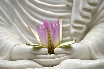 The purple lotus blossoms and the lotus blossoms on the white marble Buddha's lap.