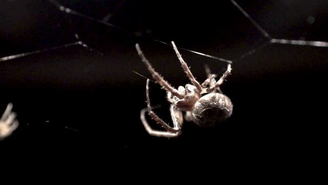A spider can be seen walking to the left on the web upside down, and another spider can be seen walking to the right in the background.