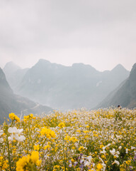 Field of yellow flowers on the Ha Giang Loop with mountains in the background on a misty day
