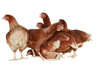 Full body of brown young, standing hens used for farm animals.With isolated on a white background.