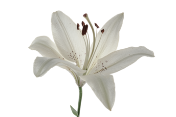 White flower lily isolated on transparent background. Front view 