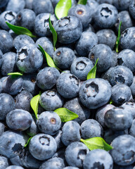 Freshly picked blueberries covered with splashes of cold water. Juicy and fresh blueberries with green leaves on a rustic table. Blueberry antioxidant. The concept of healthy food and nutrition