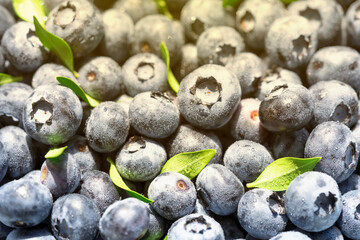 Freshly picked blueberries covered with splashes of cold water. Juicy and fresh blueberries with green leaves on a rustic table. Blueberry antioxidant. The concept of healthy food and nutrition